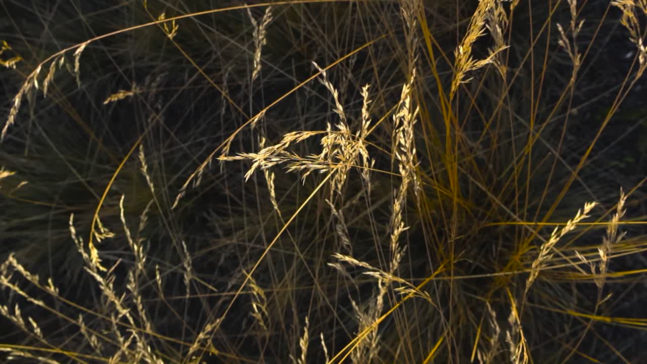 Top down view of beautiful brown and yellow colored ornamental grass moving in the wind slightly during sunset day at summer or autumn time