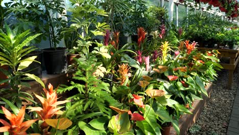 flowers and plants at a large garden store slow motion