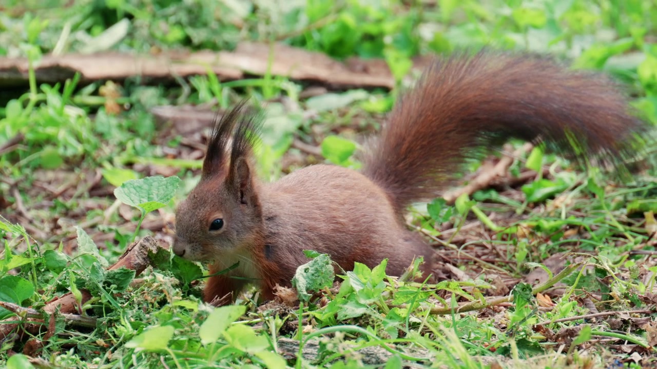 A fast moving red squirrel dashes across a patch of green grass, captured with slight motion blur