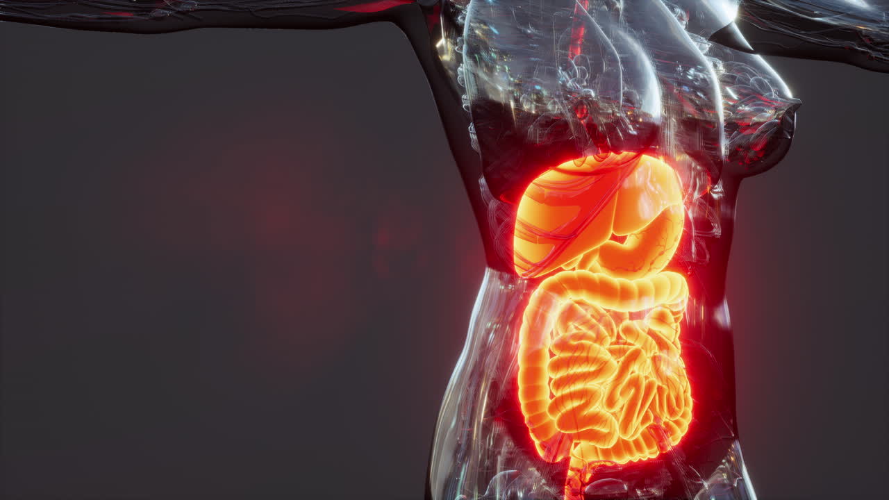 Anatomy of human body with digestive system