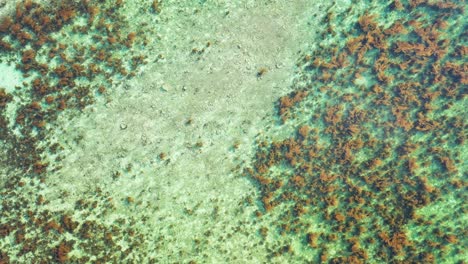 Colorful-abstract-pattern-of-sea-bottom-with-coral-reefs-thriving-on-white-sand-seen-through-clear-water-in-Australia