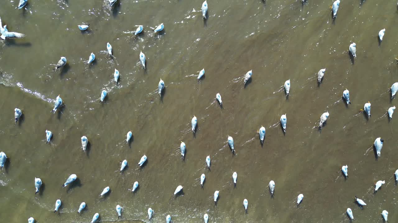 pájaros comiendo en una vista panorámica del río