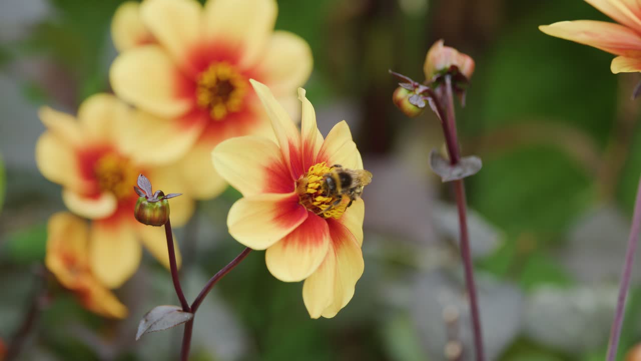Bumblebee feeds on orange daisy flower, gathering pollen in soft natural daylight, macro close-up