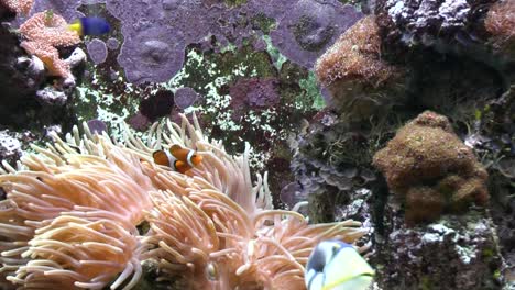 view of fish in the aquarium at the zoo