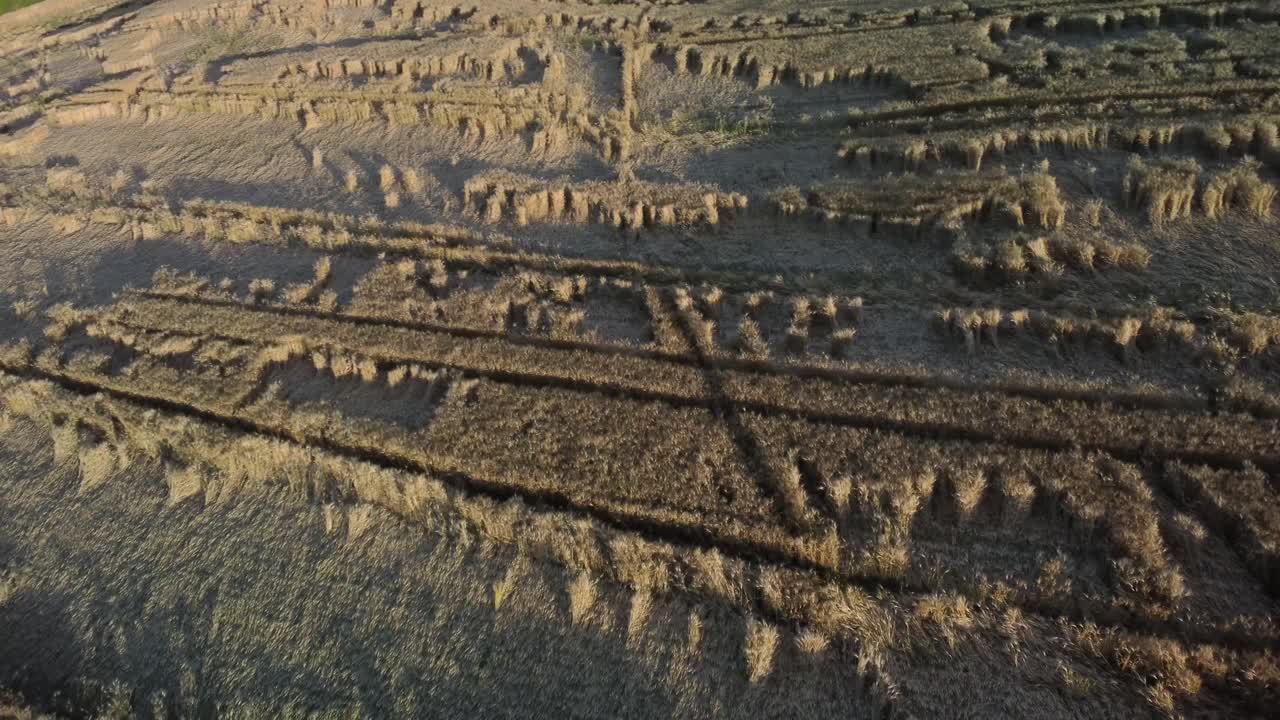 un campo de trigo muy dañado por la lluvia y el viento en europa