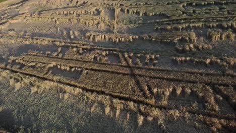 wheat field heavily damaged by rain and wind in europe