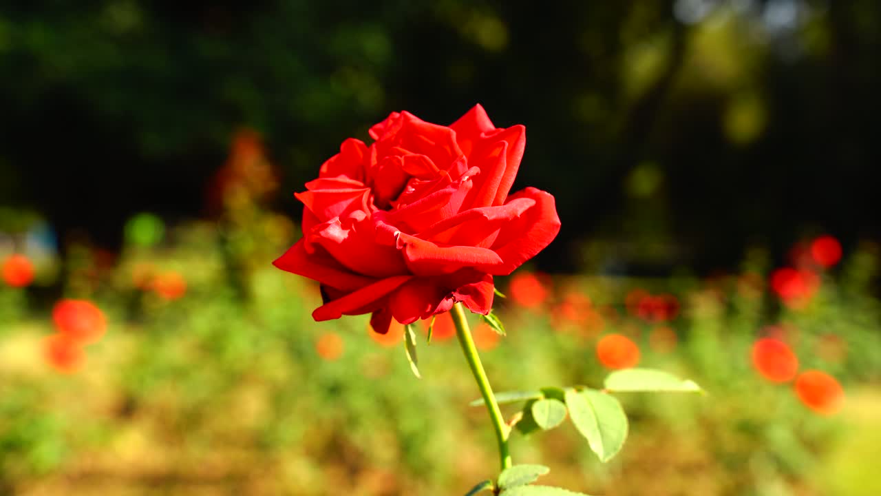 Blomst i haven skinnede i solen-40