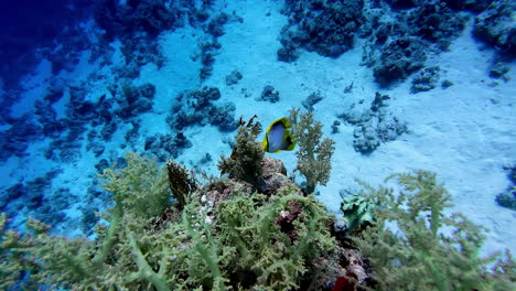 coral reef, tropical fish, warm ocean and clear water