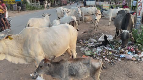 wide shot of cows standing by the road and eating garbage and plastic waste from the pile of garbage