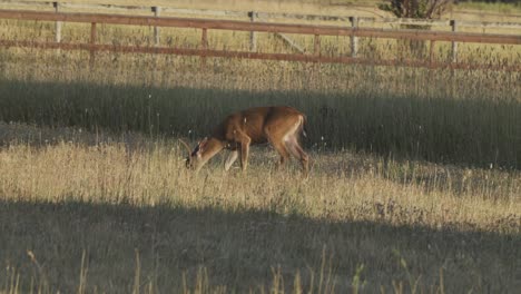 In-the-rolling-meadows-of-Point-Reyes-National-Seashore,-California,-a-single-deer-grazes-amid-the-field