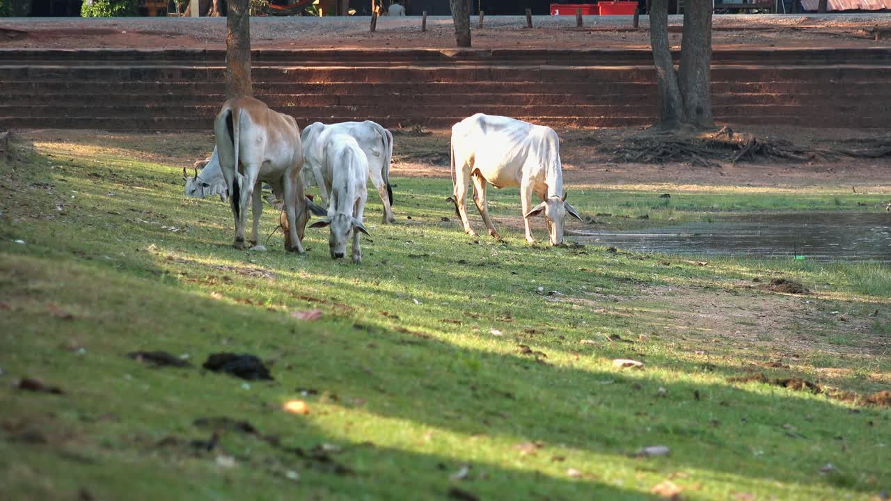 앙코르 와트 근처 풀밭에서 방목하는 백인 아시아 소