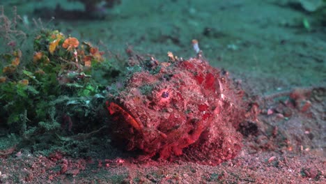 rough humpback scorpionfish sitting on reef in the philippines