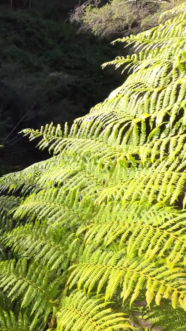 Frondose felci di un verde vivace ondeggiano dolcemente sotto la luce solare intensa all'interno di una lussureggiante foresta pluviale australiana