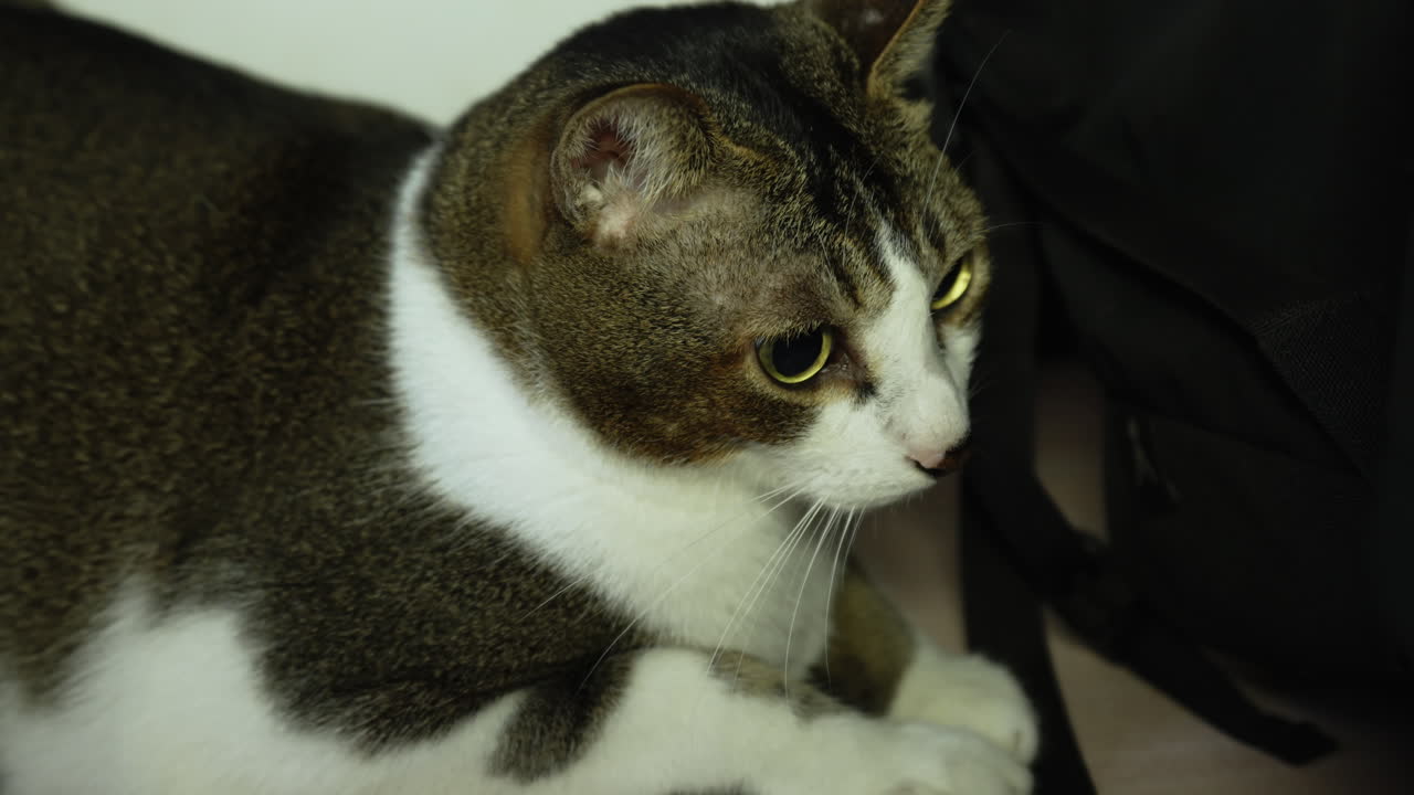 lindo gatito con ojos afilados