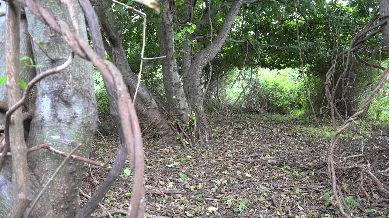 árbol de hiedra con tronco leñoso