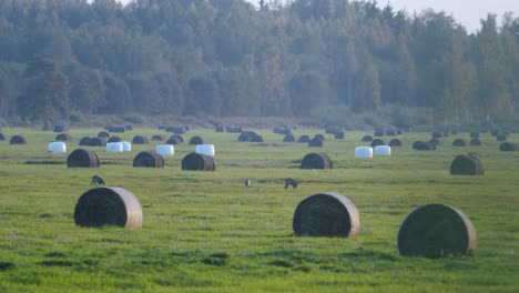 Roe-deer-in-dawn-dusk-evening-autumn-light-between-hay-rolls-eating-playing