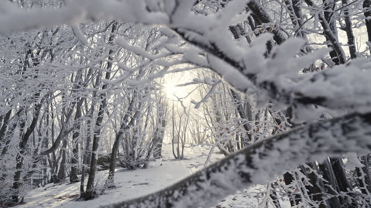 Snow-covered trees in a forest with soft sunlight streaming through