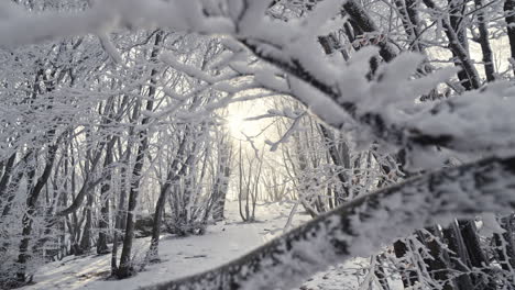 snow-covered trees in a forest with soft sunlight streaming through