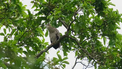 Stretching-its-neck-out-while-calling-and-looking-far-while-perched-on-a-branch,-Spot-bellied-Eagle-owl-Bubo-nipalensis,-Kaeng-Krachan-National-Park,-Thailand