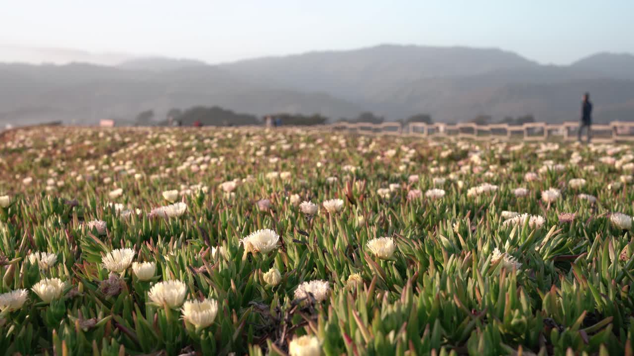 식물 밭과 배경의 산의 아름다운 경치