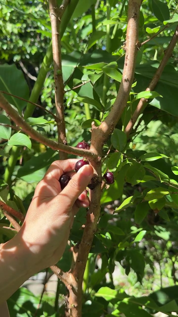 Hand Harvesting Fresh Jabuticaba Fruit from Tree
