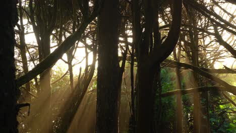 Sunset-through-the-trees-along-the-beaches-of-Washington-State