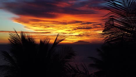 beautiful sunset orange golden clouds silhouetted palm leaves blowing wind