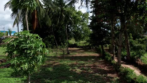 view in a private tropical garden with palm trees