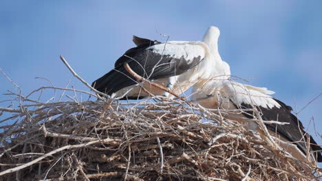 storks on the nest