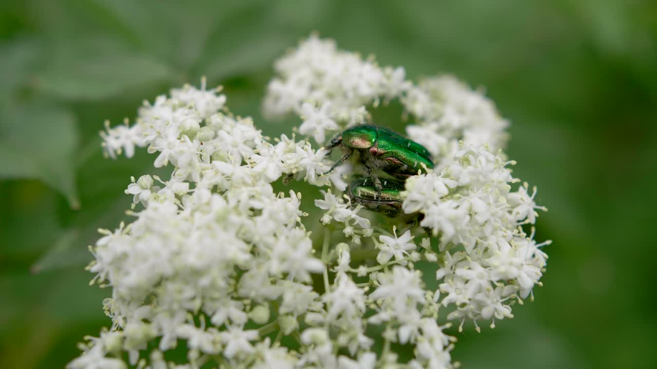 흰 꽃에 꿀을 먹는 장미 풍뎅이과 녹색 딱정벌레, 가까이