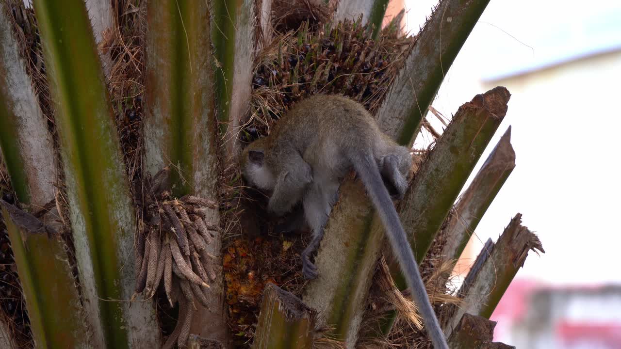 야생 크래브 먹는 마카크 또는 긴  ⁇ 리 마카크, 마카카 파시쿨라리스 (macaca fascicularis) 는  ⁇ 나무에 오르는, 기회주의 작물 습격자  ⁇  견과류와 과일을 먹고 먹는, 근접 촬영