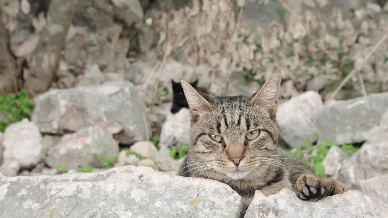 Beautiful cat sitting in kotor