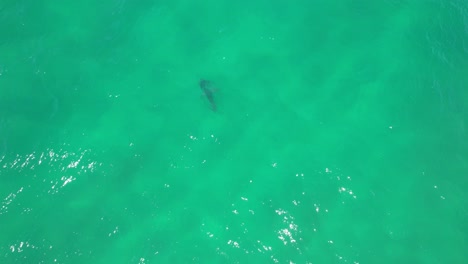 Palm-Beach---Costa-Dorada-Del-Sur,-Queensland,-Queensland---Australia---Disparo-De-Un-Dron