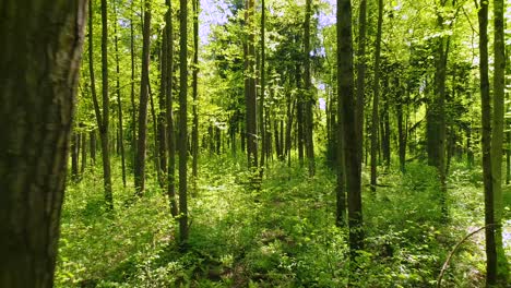 Flying-between-the-trees-in-the-spring-forest.