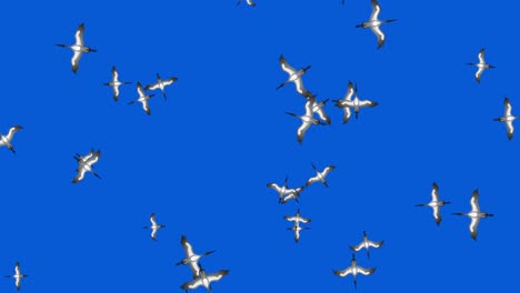 storks are flying. against the background of the blue sky.