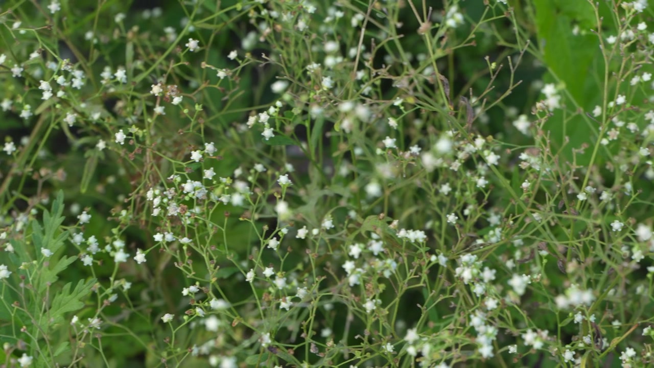 Parthenium Tree is an extremely unhealthful plant.