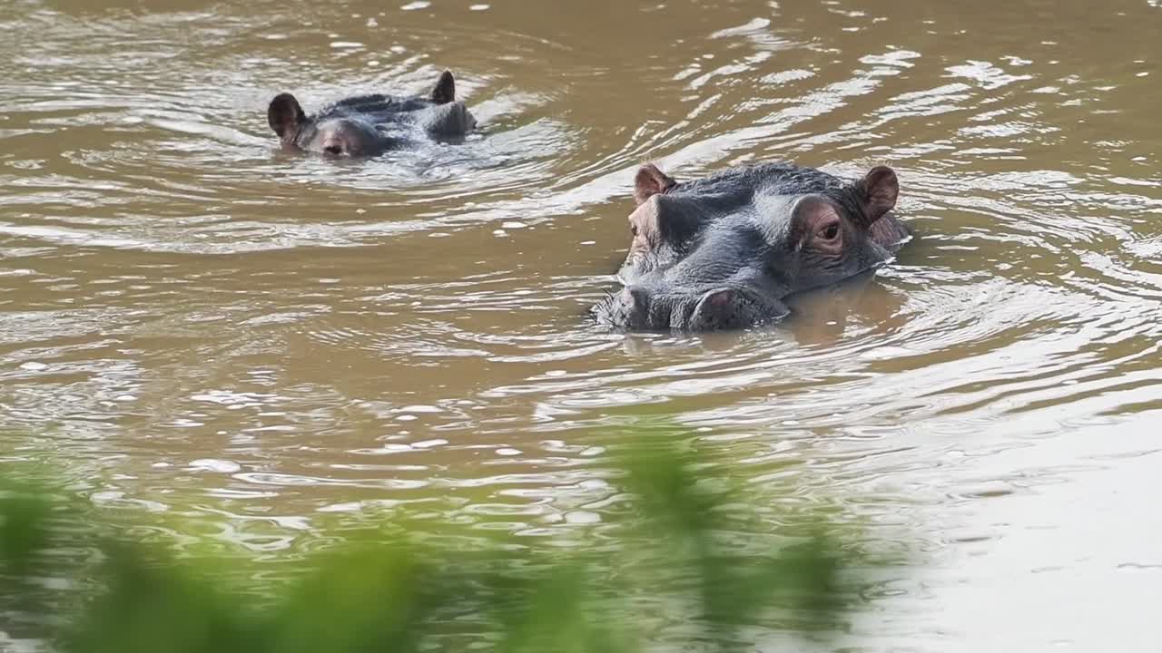 A Pair Of Young African Hippos Bathe In The Water Of Sosian Ranch In Laikipia, Kenya. -wide shot