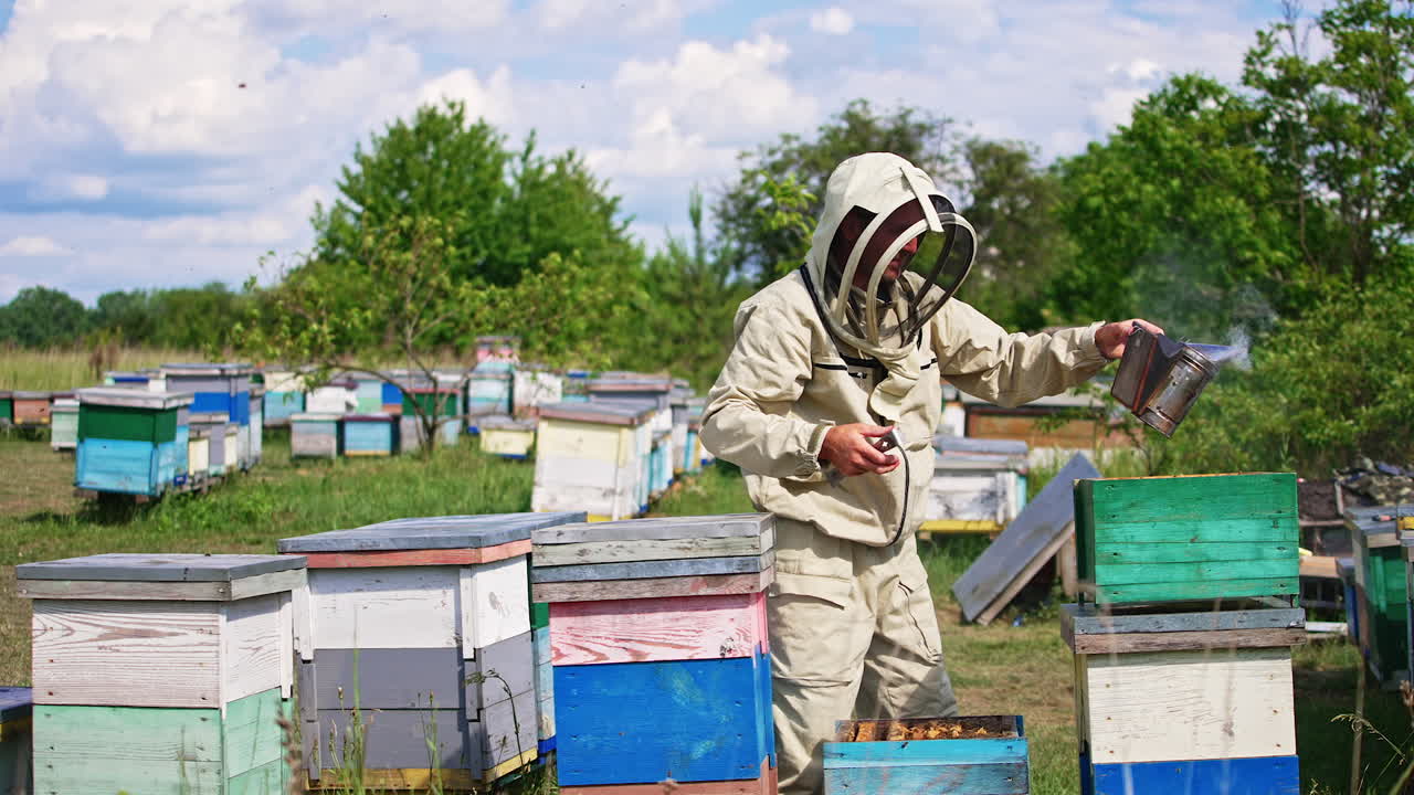 Beekeeper wearing protective suit and hat uses a smoker over the hive. Apiculturist pulls a heavy frame covered with bees out of hive.