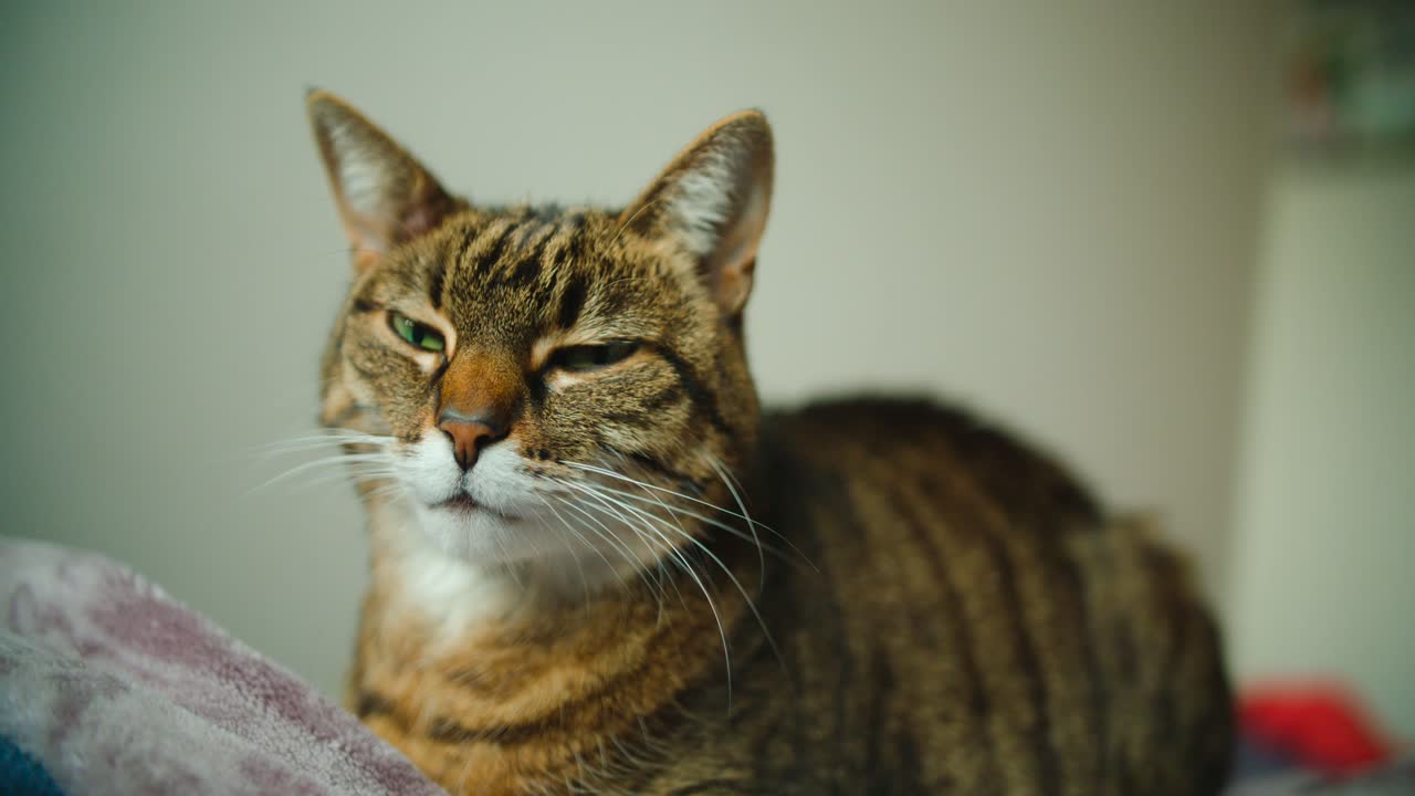 Gatto domestico tigrato seduto tranquillo e rilassato su una coperta.