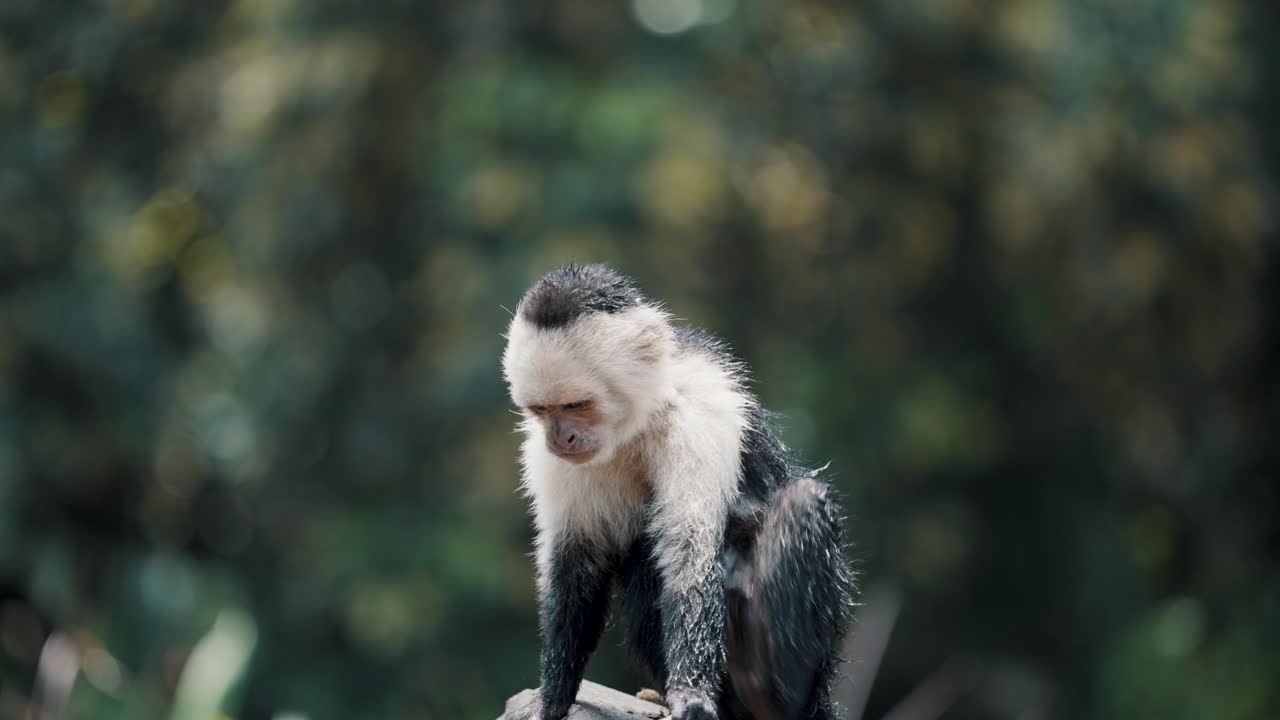 lindo mono capuchino rascándose el brazo con los pies aislados contra el fondo de la naturaleza borrosa en el zoológico