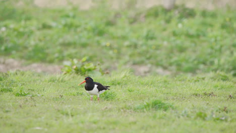 oystercatcher bird with black and white plumage in green grass pasture