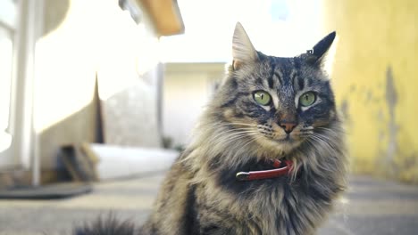 Portrait-close-up-of-a-gray-maine-coon-cat-standing-in-the-street,-feline-pet-in-the-city