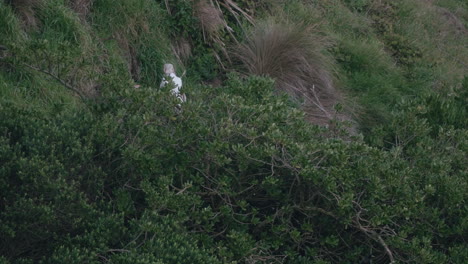 Yellow-eyed-Penguin-in-the-Greenery-at-Sunset-in-Katiki-Point-Lighthouse,-Moeraki,-New-Zealand---Static-Shot