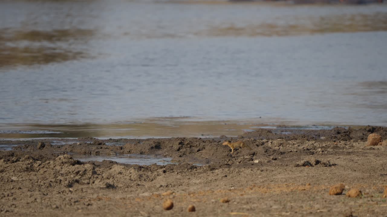 Mangusto-esguio aproxima-se de um bebedouro para beber no Parque Nacional Kruger, África do Sul. Cena de vida selvagem em câmera lenta em uma margem de savana seca com água ondulante e banco de lama.