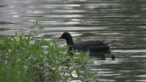 un pantano morado nadando en el lago