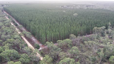 aerial footage of a young plantation of pinus radiata, pine, surrounded by native forest. chetwynd, western victoria, australia, june 2023.
