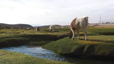 alpacas pastando junto a un arroyo en una exuberante montaña boliviana, turbinas eólicas en el fondo, luz del día