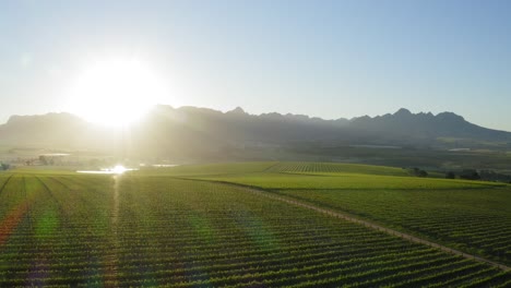 luscious aerial landscape of green vineyards at sunrise, blue mountains background, stellenbosch cape town