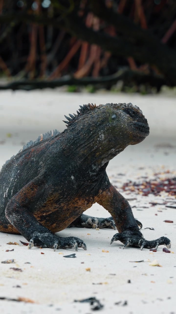 Profilo laterale di un'iguana marina sulla sabbia bianca. Vista laterale dettagliata di un'iguana marina in piedi su una spiaggia di sabbia bianca con mangrovie sullo sfondo a Isabela.