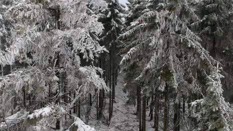 Sobrevuelo-De-Las-Ramas-Congeladas-De-Un-Bosque-De-Pinos-Con-Hielo-En-Cada-Rama